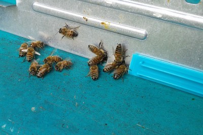 Senza Sole ore 15.38.05.jpg (156.84 KiB) Osservato 3419 volte Senza Sole ore 15.38.05.jpg