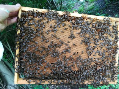 IMG_20180518_150517.jpg (204.5 KiB) Osservato 1922 volte IMG_20180518_150517.jpg