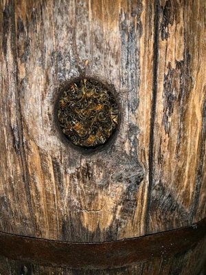 WFIM2778.JPG (91.55 KiB) Osservato 2631 volte WFIM2778.JPG