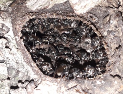 cirus.jpg (353.35 KiB) Osservato 942 volte cirus.jpg