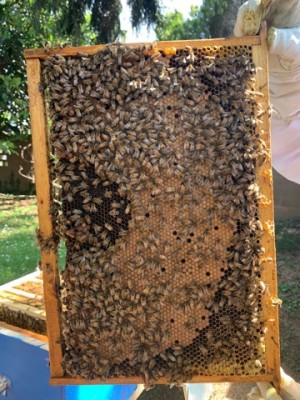 IMG_0532-21-05-21-08-29.jpeg (121.32 KiB) Osservato 1866 volte IMG_0532-21-05-21-08-29.jpeg