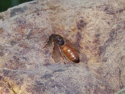 Regina 1 / Regina_1.jpg Regina_1.jpg