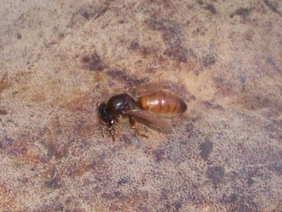 Regina 2 / Regina_2.jpg Regina_2.jpg