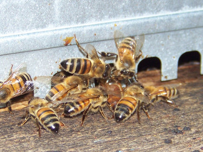 Api che spingono la regina 1 / Api_spingono_Regina_1.jpg Api_spingono_Regina_1.jpg