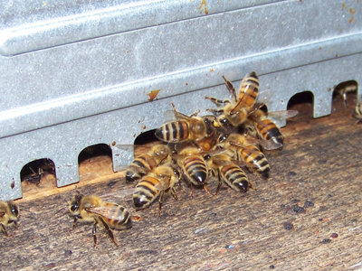 Api che spingono la regina 2 / Api_spingono_Regina_2.jpg Api_spingono_Regina_2.jpg