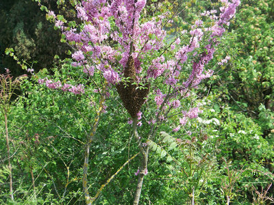 Lo sciame sullo stesso albero del quarto sciame / Nuovo_Sciame_02.jpg Nuovo_Sciame_02.jpg