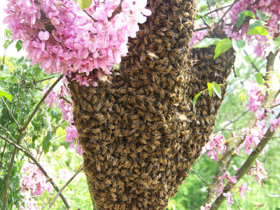 Lo sciame in dettaglio / Nuovo_Sciame_10.jpg Nuovo_Sciame_10.jpg