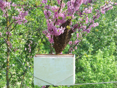 L'accrocchio per tenere fermo il portasciame / Nuovo_Sciame_16.jpg Nuovo_Sciame_16.jpg
