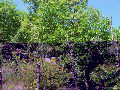 Lo sciame sul Pero / Recupero Sciame_Campo_01.jpg Recupero Sciame_Campo_01.jpg