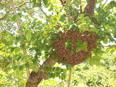 Sciame in dettaglio / Recupero Sciame_Campo_02.jpg Recupero Sciame_Campo_02.jpg