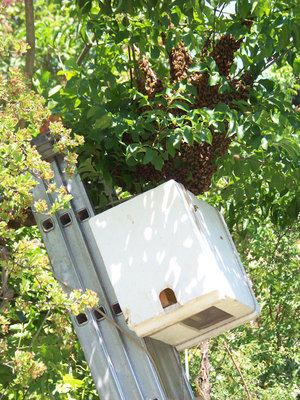 Il portasciami attaccato alla scala (speriamo che scendano!!) / Recupero Sciame_Campo_03.jpg Recupero Sciame_Campo_03.jpg