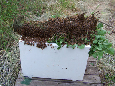 Il tronco sul portasciami / Recupero Sciame_Campo_07.jpg Recupero Sciame_Campo_07.jpg