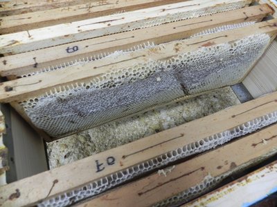 I telaini da smielare: direi senza infamia e senza lode, no? ;o) / DSCN3909.JPG DSCN3909.JPG