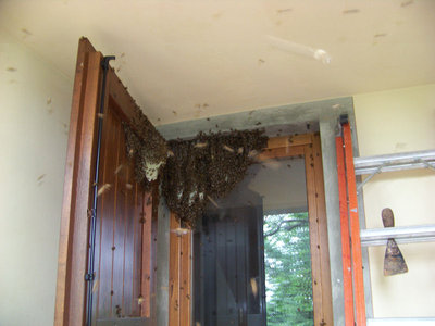 Aperta la porta, ecco lo sciame (al centro manca il favo caduto con la regina) / Recupero Sciame_Vallombrosa_2.jpg Recupero Sciame_Vallombrosa_2.jpg