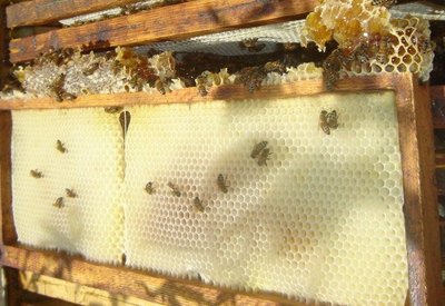 api1.jpg (167.72 KiB) Osservato 793 volte api1.jpg