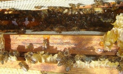 api e miele.jpg (141.34 KiB) Osservato 793 volte api e miele.jpg