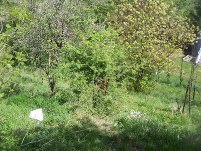 Solito albero / Nuovo_Sciame_03-800x600.jpg Nuovo_Sciame_03-800x600.jpg