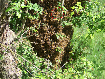 Glomere (con regina) / Nuovo_Sciame_05-800x600.jpg Nuovo_Sciame_05-800x600.jpg