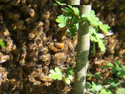 Regina / Nuovo_Sciame_05-Regina-800x600.jpg Nuovo_Sciame_05-Regina-800x600.jpg