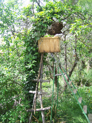 Sciame 1 / Sciame1_4-800x600.jpg Sciame1_4-800x600.jpg