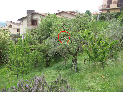 Sciame 2 / Sciami_2_e_3_11-800x600.jpg Sciami_2_e_3_11-800x600.jpg