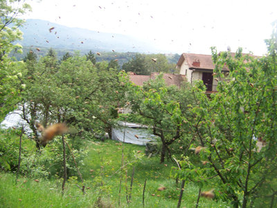 Sciamatura sciame 3 / Sciami_2_e_3_04-800x600.jpg Sciami_2_e_3_04-800x600.jpg