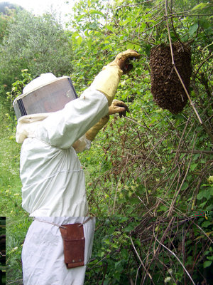 Mio suocero che "pulisce" i dintorni / Nuovo_Sciame_3-800x600.jpg Nuovo_Sciame_3-800x600.jpg