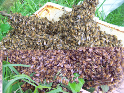 Lo sciame sul prtasciami / Nuovo_Sciame_4-800x600.jpg Nuovo_Sciame_4-800x600.jpg