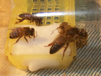 La regina che ho regalato a sascias / Regina_Fuori_Gabbietta_2-800x600.jpg Regina_Fuori_Gabbietta_2-800x600.jpg