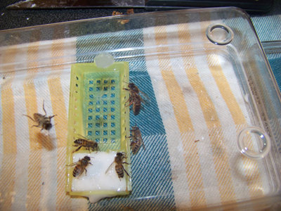 Ancora la regina e la sua corte / Regina_Fuori_Gabbietta_3-800x600.jpg Regina_Fuori_Gabbietta_3-800x600.jpg