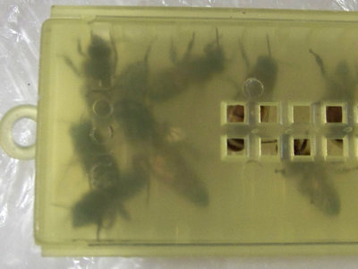 Regina 1 - Foto 1 / Regina1_2-800x600.jpg Regina1_2-800x600.jpg