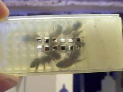 Regina_04-800x600.jpg (96.96 KiB) Osservato 986 volte Regina_04-800x600.jpg