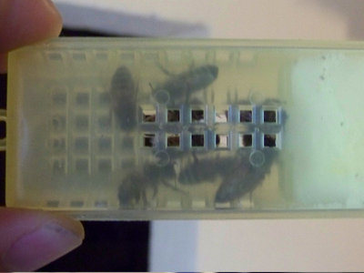 Regina_07-800x600.jpg (94.25 KiB) Osservato 986 volte Regina_07-800x600.jpg