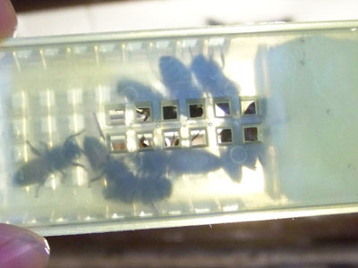 Regina_10-800x600.jpg (103.94 KiB) Osservato 986 volte Regina_10-800x600.jpg