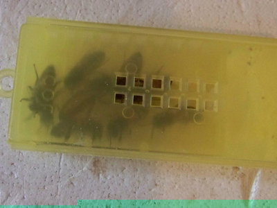 Regina_14-800x600.jpg (103.17 KiB) Osservato 986 volte Regina_14-800x600.jpg