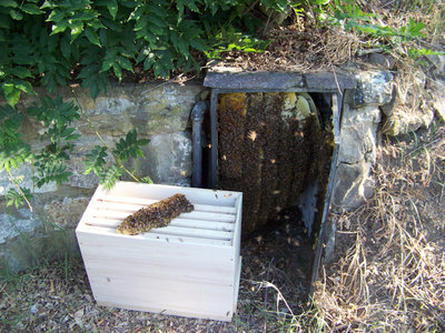 La situazione / Recupero_Sciame_Grassina_1-800x600.jpg Recupero_Sciame_Grassina_1-800x600.jpg
