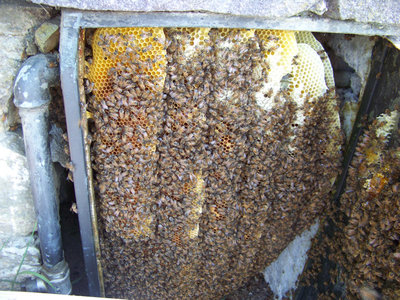 Recupero_Sciame_Grassina_2-800x600.jpg (284.84 KiB) Osservato 821 volte Recupero_Sciame_Grassina_2-800x600.jpg