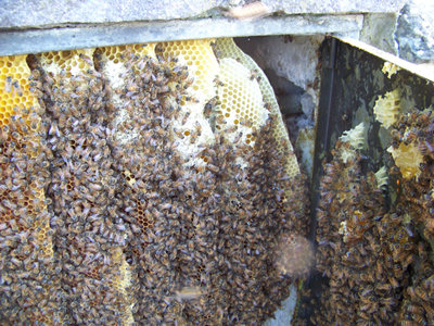 Recupero_Sciame_Grassina_4-800x600.jpg (281.3 KiB) Osservato 821 volte Recupero_Sciame_Grassina_4-800x600.jpg