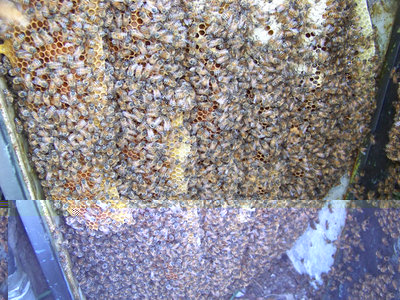 Recupero_Sciame_Grassina_5-800x600.jpg (312.12 KiB) Osservato 1005 volte Recupero_Sciame_Grassina_5-800x600.jpg