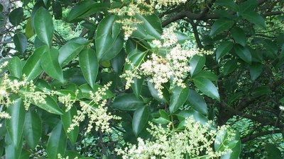 ligustro ? / DSC_0004_2.jpg DSC_0004_2.jpg