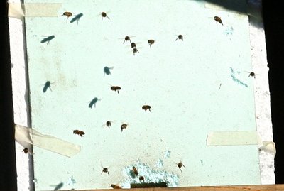 Notare lo smangiucchiamento intorno all'ingresso, solo sulla parte esterna, stesse erosioni ma minori in alto a destra e, non visibili sul lato, tra coperchio e nutritore(erosione molto limitata)  Possono essere state le api o qualche predatore?? / IMG_9248.JPG IMG_9248.JPG