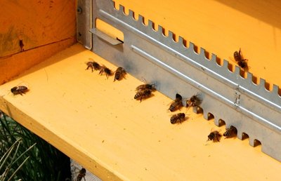 IMG_9809.JPG (107.45 KiB) Osservato 984 volte IMG_9809.JPG