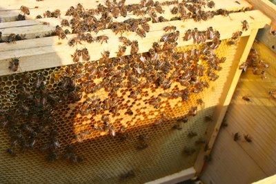 IMG_9864.JPG (176.04 KiB) Osservato 1009 volte IMG_9864.JPG