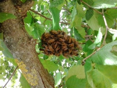 mini_sciame.jpg (110.69 KiB) Osservato 675 volte mini_sciame.jpg