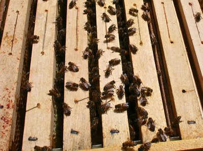 Ho tolto due telai vuoti e il tit…,mancano ceraiole e comunque nel vassoio nessuna caduta di acari. / IMG_9877.JPG IMG_9877.JPG