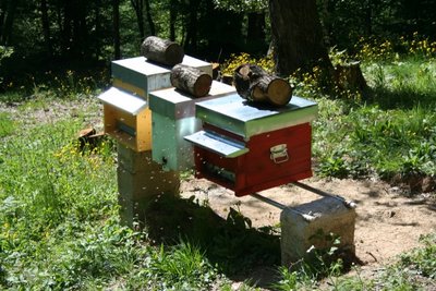 IMG_9957.JPG (210.62 KiB) Osservato 1006 volte IMG_9957.JPG