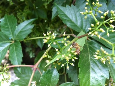 image.jpg (124.02 KiB) Osservato 869 volte image.jpg