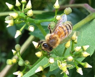 image.jpg (140.53 KiB) Osservato 869 volte image.jpg