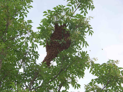 Sciame_Calcinaia_1_03-800x600.jpg (74.28 KiB) Osservato 1195 volte Sciame_Calcinaia_1_03-800x600.jpg