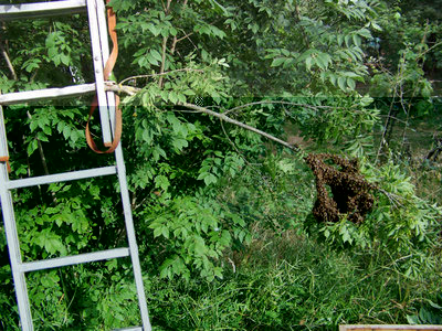 Sciame_Calcinaia_1_05-800x600.jpg (97.86 KiB) Osservato 1195 volte Sciame_Calcinaia_1_05-800x600.jpg